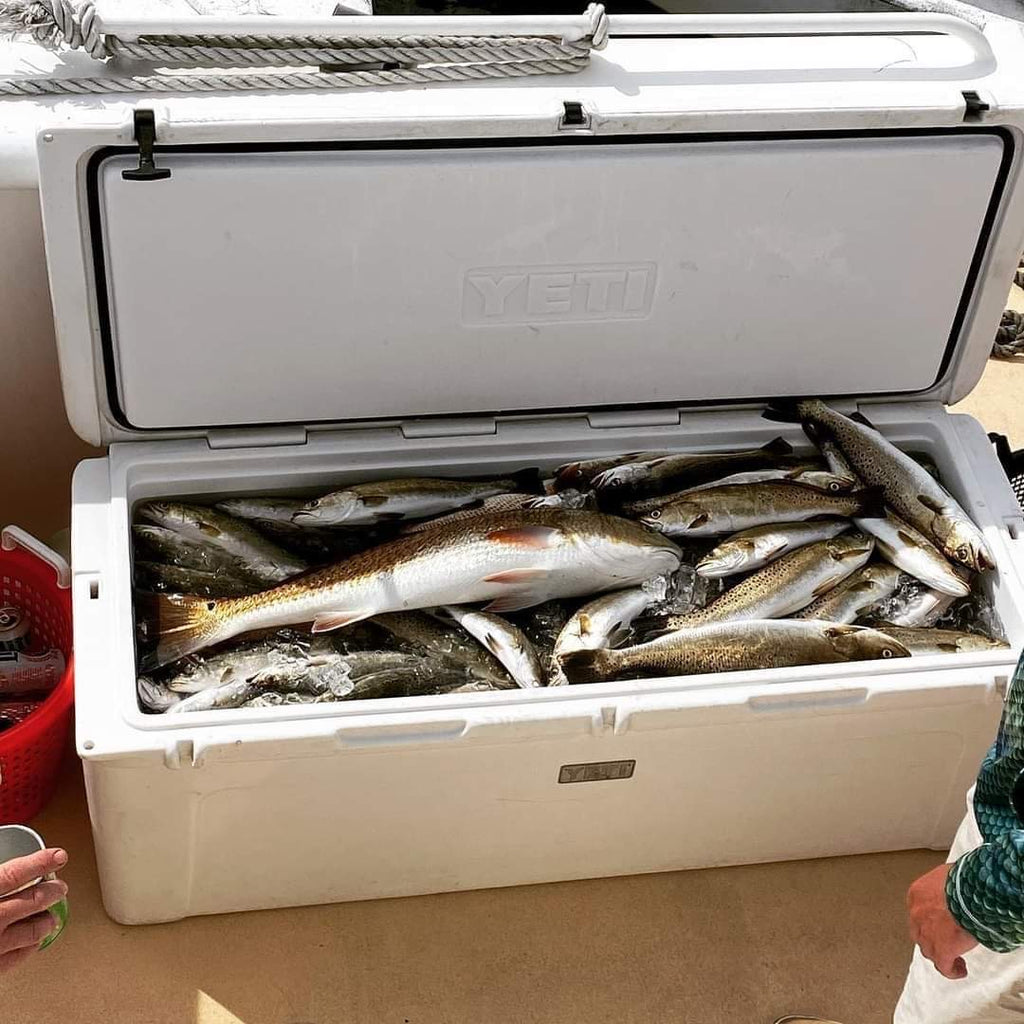 Coolers full of speckled trout at the Chandeleur Islands.